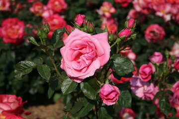 부산 화명동 장미공원에서 찍은 사진입니다. 장미의 아름다운 모습을 담고자 했습니다.