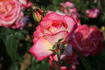 부산 화명동 장미공원에서 찍은 사진입니다. 장미의 아름다운 모습을 담고자 했습니다.