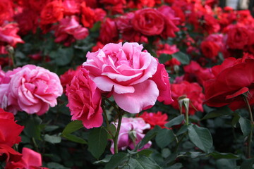 부산 화명동 장미공원에서 찍은 사진입니다. 장미의 아름다운 모습을 담고자 했습니다.