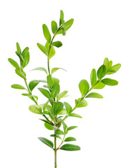 Boxwood branch isolated on white background. Green boxwood sprig. Buxus with clipping path.
