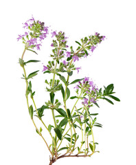 Wild thyme flowers, isolated on white background. Blooming sprigs of thymus serpyllum.