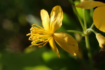 yellow wild flower on a green bush