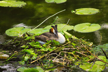 A great crested grebe in the nest at Havel river, Berlin Grunewald - Germany