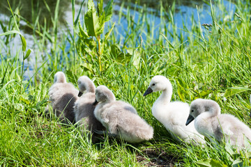 Julianadorp, Netherlands, May 2022. A nest with young swans.