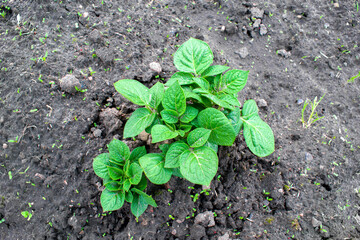 Young potato on soil cover. plant close-up