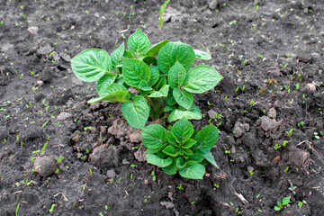 Young potato on soil cover. plant close-up