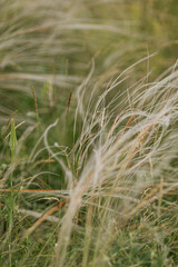 grass in the wind
