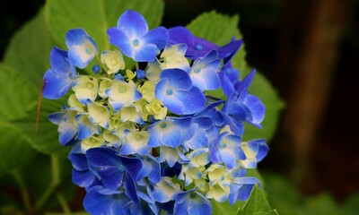 色の変化を楽しむアジサイの花　梅雨時の公園