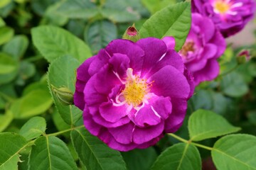 気品ある紫のバラの花　春のバラ園　みかも