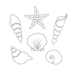 set of seashells, marine theme, linear drawing by hand