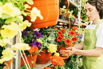 Defocused middle aged Woman selling buying potted petunia plants on a flower market or fair....