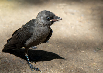 Wild bird jackdaw outdoors on the ground.