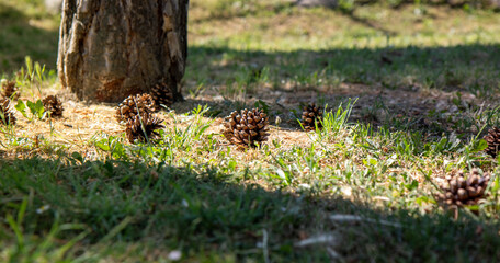 Pine cones on the ground in forest.