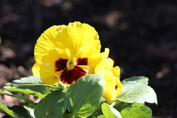 日本の秋の公園に咲くカラフルなパンジーの花