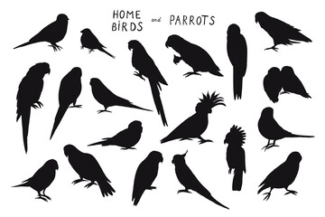 Parrot tropical bird vector ilhouette illustrations set