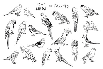 Parrot tropical bird vector illustrations set