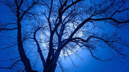Silhouette of barren lone tree with 
 full moon