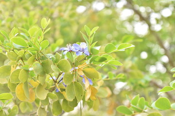 flowers on a tree