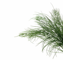 Fern horsetail (Equisetum arvense) isolated on white  