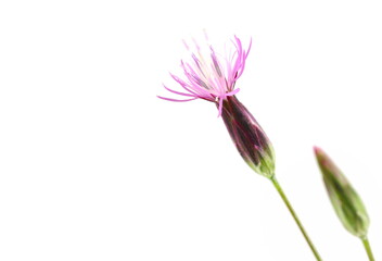 Macro spring field pink flower isolated on white  