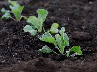 Photo of cabbage sprout in the garden. Bed with young cabbage on the summer sunny day. Growing cabbage in the ground in the garden. Organic vegetable