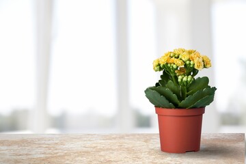 Home flower or plant. Blooming flower in a pot on the windowsill.