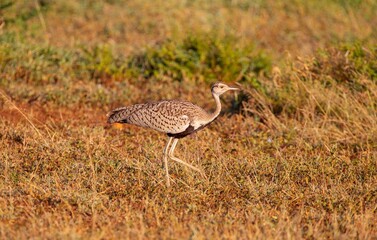 Red-crested korhaan (Lophotis ruficrista) is a species of bird in the Otididae family. It is found in Angola, Botswana, Mozambique, Namibia, South Africa, Swaziland, Zambia and Zimbabwe.