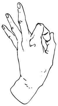 Hand drawn pen and ink study of hands - vectorised in PS	