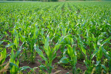 A field with young corn plants. The field reaches down the hill to the orchard meadows.