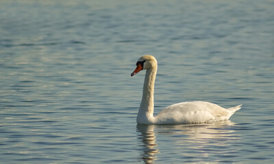 Mute swan (Cygnus olor), swan bird swims in the lake in the rays of the setting sun