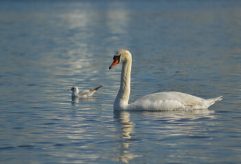 Fototapeta na wymiar Mute swan (Cygnus olor), swan bird swims in the lake in the rays of the setting sun
