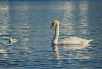 Mute swan (Cygnus olor), swan bird swims in the lake in the rays of the setting sun