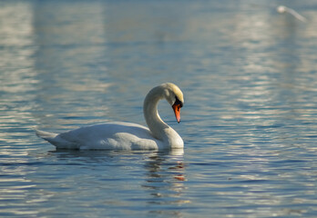 Mute swan (Cygnus olor), swan bird swims in the lake in the rays of the setting sun