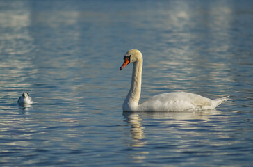 Mute swan (Cygnus olor), swan bird swims in the lake in the rays of the setting sun