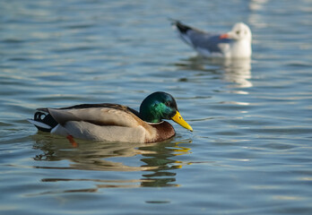 Male mallard duck anas platyrhynchos (Anas platyrhynchos).