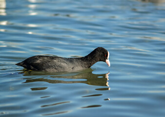 The Eurasian coot (Fulica atra), also known as coot. Birds of Ukraine.