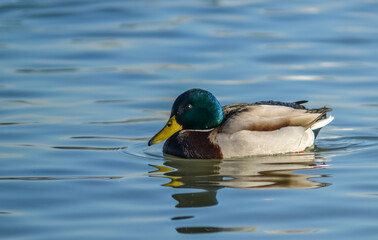 Male mallard duck anas platyrhynchos (Anas platyrhynchos).