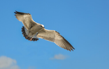 The black-headed gull (Chroicocephalus ridibundus) (Larus ridibundus). Bird in flight with its wings spread wide, Black Sea