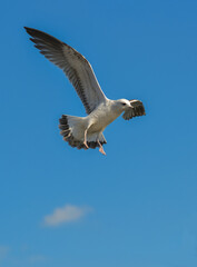 The black-headed gull (Chroicocephalus ridibundus) (Larus ridibundus). Bird in flight with its wings spread wide, Black Sea