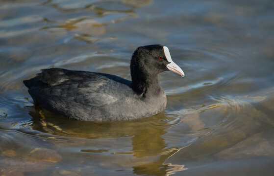 The Eurasian coot (Fulica atra), also known as coot. Birds of Ukraine.