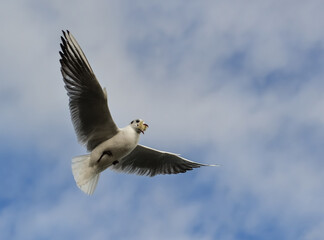 The black-headed gull (Chroicocephalus ridibundus) (Larus ridibundus). Bird in flight with its wings spread wide, Black Sea