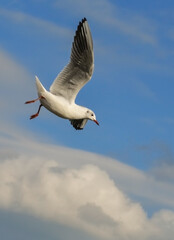 The black-headed gull (Chroicocephalus ridibundus) (Larus ridibundus). Bird in flight with its wings spread wide, Black Sea