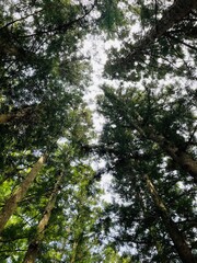 trees in the forest