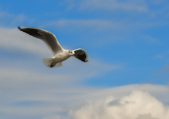 Obraz premium The black-headed gull (Chroicocephalus ridibundus) (Larus ridibundus). Bird in flight with its wings spread wide, Black Sea
