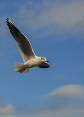 The black-headed gull (Chroicocephalus ridibundus) (Larus ridibundus). Bird in flight with its wings spread wide, Black Sea