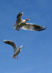 The black-headed gull (Chroicocephalus ridibundus) (Larus ridibundus). Bird in flight with its wings spread wide, Black Sea