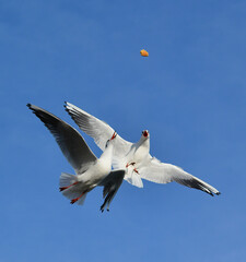 The black-headed gull (Chroicocephalus ridibundus) (Larus ridibundus). Bird in flight with its wings spread wide, Black Sea