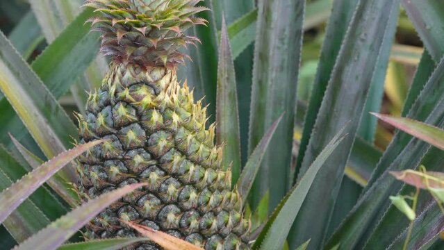 Ripe Pineapple Ready To Be Harvested in Costa Rica