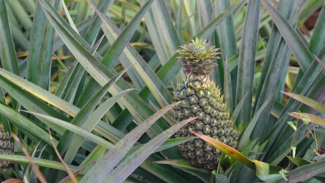 Close-up on Pineapple plant, Krabi, Thailand