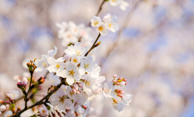 桜の花弁